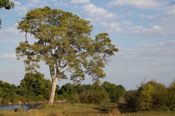 Large Tree at the Zambezi river shore