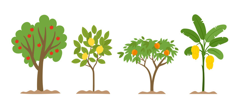 Organic production cartoon vector illustration with fruit trees