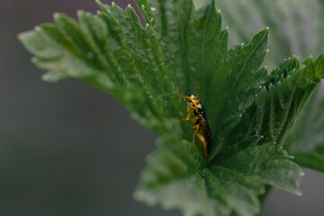 Yellow shieldbug on the blade of grass. Black background. Extreme macro closeup. Large yellow bug, one, close up