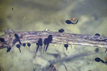 frog tadpole in a swamp