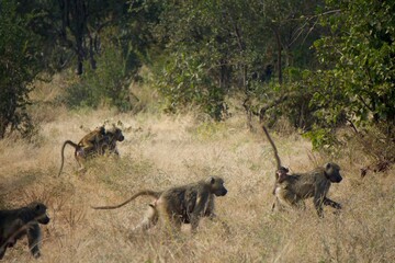 Monkey family in Zimbabwe Zambezi National Park