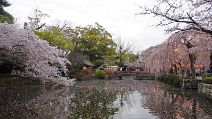 Cherry blossom in Mishima Taisha, Japan