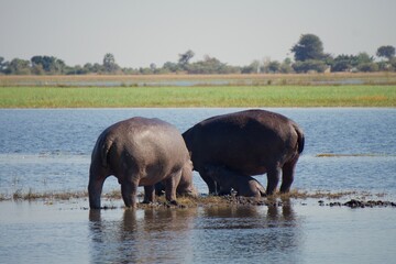 Naklejka na ściany i meble Hippo with young baby feedingat Chobe National Park, Botswana
