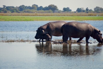 Naklejka na ściany i meble Hippo with young baby at Chobe National Park, Botswana
