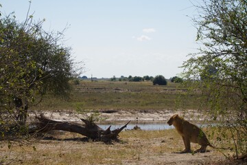 Lion pooing at Chobe National Park, Botswana