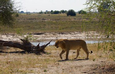 Lion hunting at Chobe National Park, Botswana