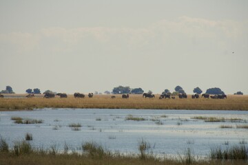herd of elephants and gazelle at Chobe National Park, Botswana