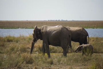 Fototapeta premium elephants with young calve at Chobe National Park, Botswana