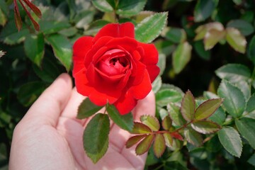 Someone pick a red rose in the garden. Concept for love, passion, and romance.