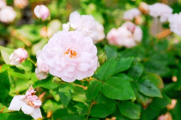 A beautiful pink rose in the garden. Concept for love, passion, and romance.