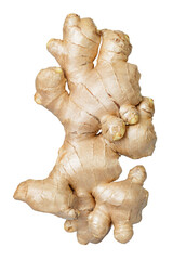 Fresh ginger root isolated on white background with clipping path