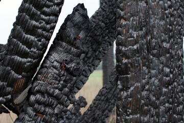 burnt wood fence close up on blurred outdoors background