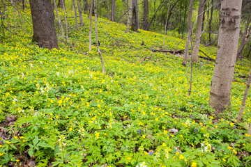 Natural background of yellow anemones (Anemonoides ranunculoides