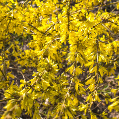 Spring blossoming forsythia with soft focus and blurry. Nature wallpaper blurred background with florets in springtime.
