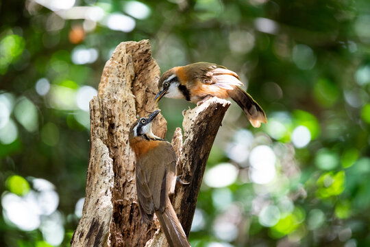 Lesser - Necklaced Laughingthrush