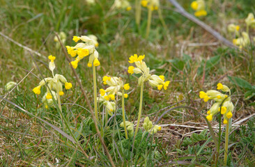 vibrant yellow spring cowslips growing wild in open meadows on Salisbury Plain military training area
