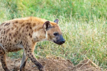 Crédence de cuisine en verre imprimé Hyène hyena in wild