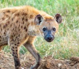 hyena in het wild
