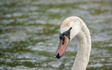 Beautiful cygnet afloat on the river Avon in Wiltshire