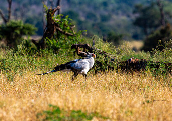 Secretary Bird in the wild