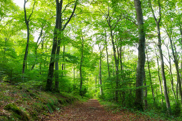Obraz premium Bosque de Hayas en La Población, Álava, Paíis Vasco, España, en Primavera