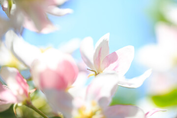 Naklejka na ściany i meble Apple blossoms over blurred nature background. Spring flowers. Spring Background.