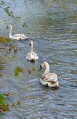 three cygnets line astern float together on the wiltshire river avon