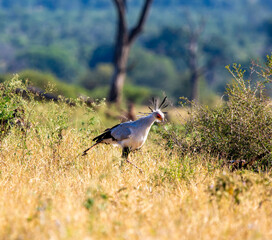 Secretary Bird in the wild