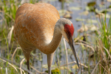 young sandhill crane gets a closeup while looking for food on a sunny day
