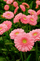 Beautiful and colorful gerbera flowers growing inside of greenhouse. African daisies cultivated in a big glasshouse. Close up, copy space.