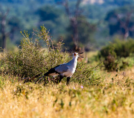 Secretary Bird in the wild