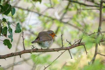 close up of a robin red breast on a small hawthorn branch