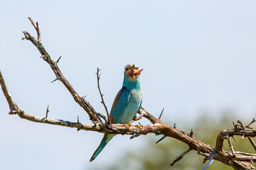 European roller on a branch eating a mouse.