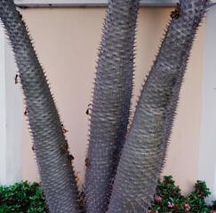 Thorny palm tree trunks with pastel colored wall background 