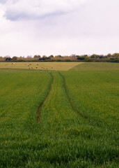 a meadow of spring green crops with a tractor disecting