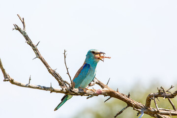 European roller on a branch eating a mouse.