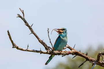 European roller on a branch eating a mouse.