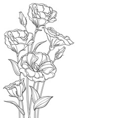 Corner bouquet with outline Eustoma or Lisianthus flower and bud in black isolated on white background.