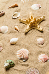 Fototapeta na wymiar beach, shell, beautiful seashell, starfish, summer, yellow, travel, tourism, ocean, sea, group, holiday, layout, collection, aquatic, background, beautiful, place for text, closeup, colorful, 