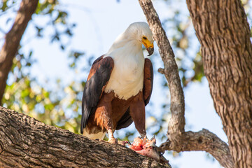 African Fish-eagle eating in a tree