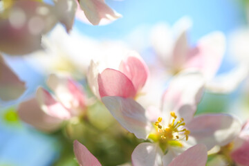 Apple blossoms over blurred nature background. Spring flowers. Spring Background.