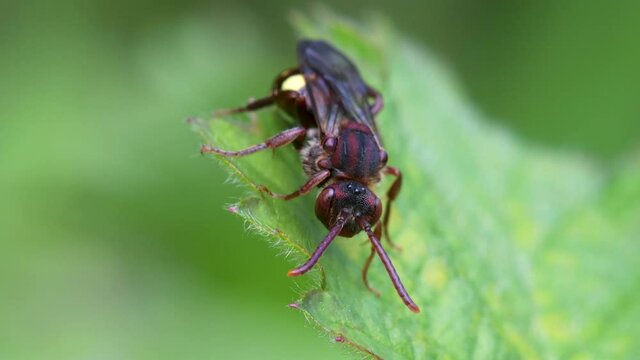 Yellow-shouldered Nomad Bee, Nomada Ferruginata on a leaf