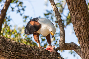 African Fish-eagle eating in a tree