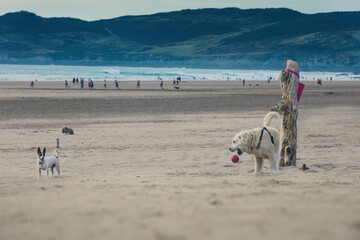 Two dogs  playing catch on a beach at Woolacombe in Devon, UK