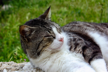 portrait of young cat lying down