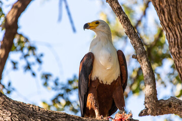 African Fish-eagle eating in a tree