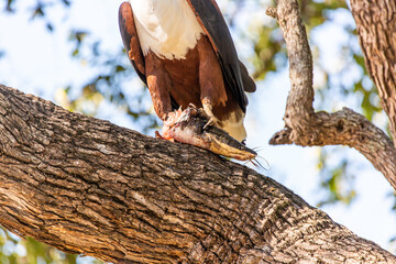 African Fish-eagle eating in a tree