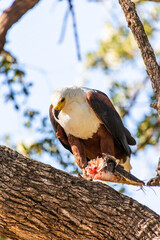 African Fish-eagle eating in a tree