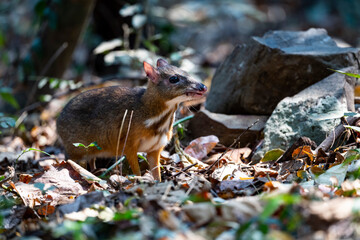 Lesser mouse - deer