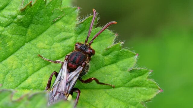 Yellow-shouldered Nomad Bee, Nomada Ferruginata on a leaf